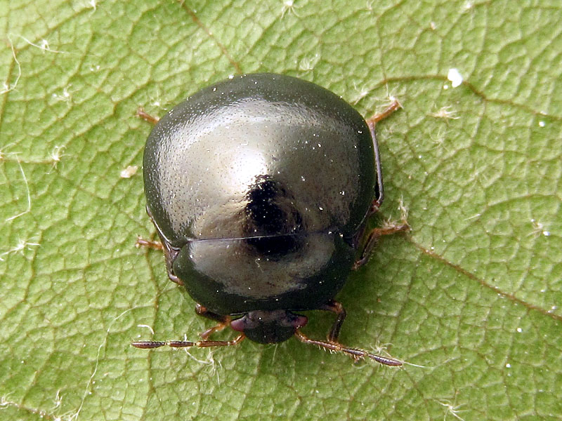 Thyreocoridae ? No,  Plataspididae: Coptosoma scutellatum